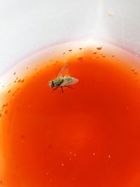 High angle view of fly