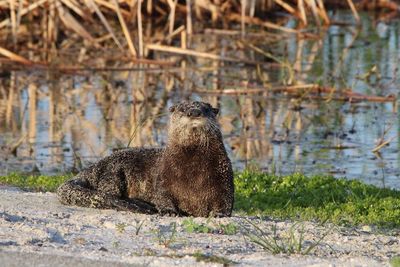 View of an animal on the beach