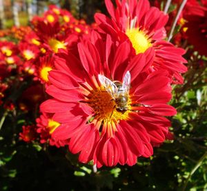 Close-up of insect on flower