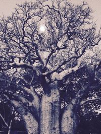 Low angle view of bare tree against sky during winter