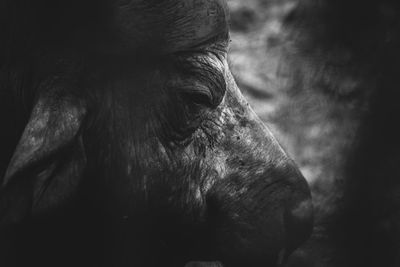 Close-up of a horse looking away