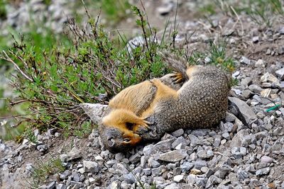 Two lovely ground squirrels playing together.