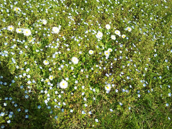 Full frame shot of white flowers