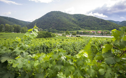 Scenic view of field and mountains against sky