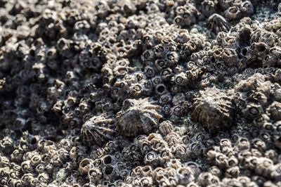 Full frame shot of crab on beach