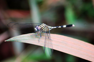 Close-up of dragonfly on leaf