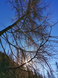 Low angle view of bare trees against blue sky