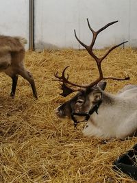 Deer in zoo