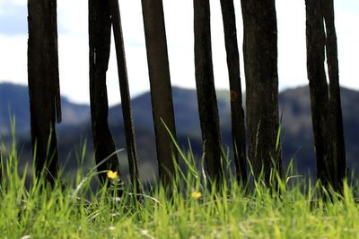 Close-up of grass growing on field