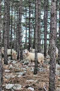 Sheep in a forest