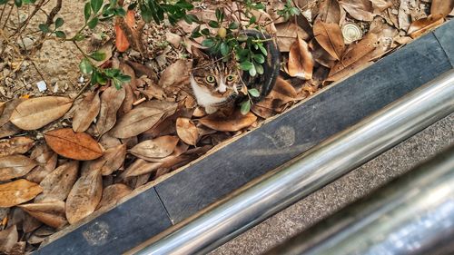 High angle view of cat by dry leaves