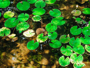 High angle view of plants floating on water