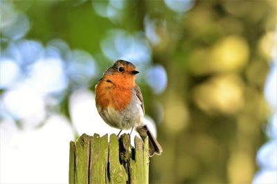 Close-up of bird perching on a tree