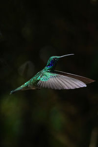 Close-up of bird flying against blurred background