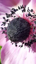 Close-up of fresh pink flower blooming outdoors