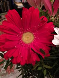Close-up of red daisy