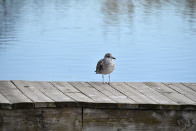 Bird perching on wooden pier over lake