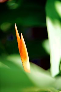 Close-up of orange flower