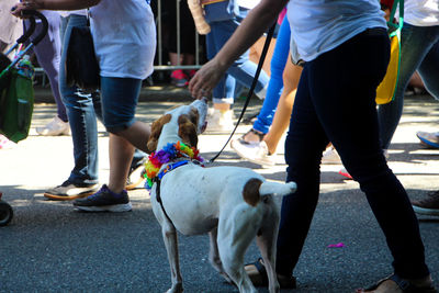 Low section of people with dog on street in city