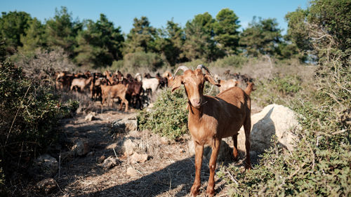 A local brown goat, away from the herd, looking at the camera, mount carmel, israel.