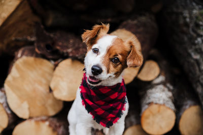 Jack russell dog sitting in front of wood trunks in mountain. wearing modern bandana. pets in nature