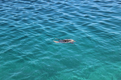 A baby of turtle lost at sea when the swimming, high angle view of turtle swimming in sea