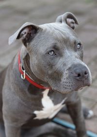 Close-up of dog looking away