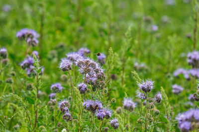 Close-up of honey bee pollinating on purple flower