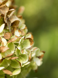 Close-up of flowering plant