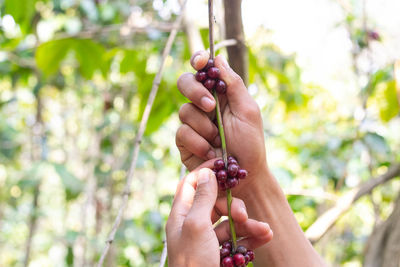 Close-up of hand holding berries on tree