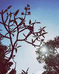 Low angle view of tree against clear sky