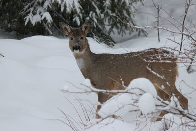 Portrait of deer on snow field during winter