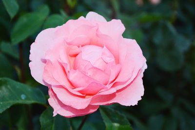 Close-up of pink rose blooming outdoors