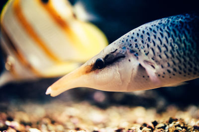 Close-up of fish swimming in tank at aquarium