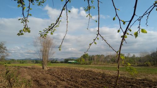 Scenic view of field against sky