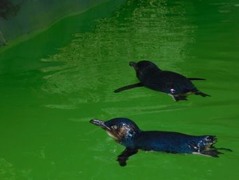 High angle view of duck swimming in lake