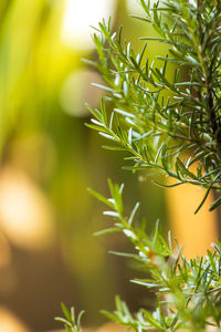 Close-up of plant against blurred background