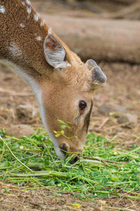 Close-up of deer on field
