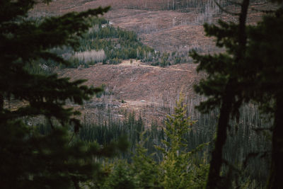 High angle view of trees by lake