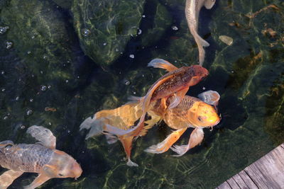 High angle view of fish swimming in water