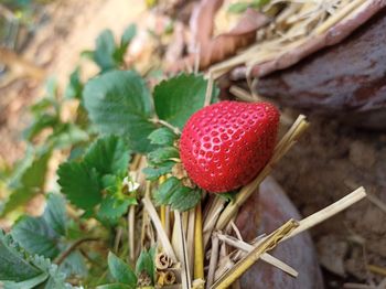 Close-up of strawberry on plant