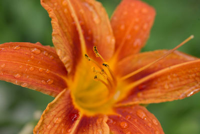 Close-up of wet orange day lily blooming outdoors
