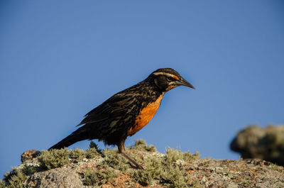 Bird perching on rock against clear blue sky