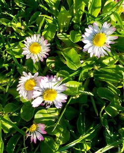 Close-up of white daisy blooming outdoors