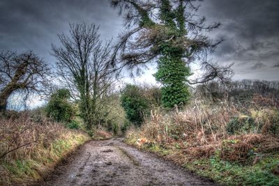 Road amidst trees in forest