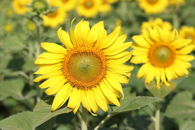 Close-up of fresh sunflower blooming outdoors