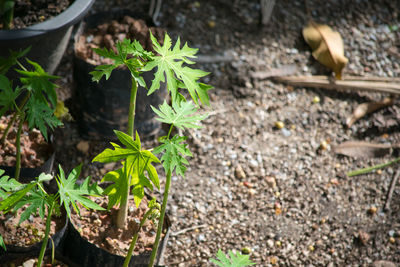 High angle view of plants growing on field