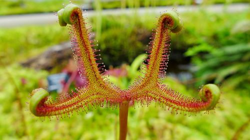 Close-up of drosera capensis growing on field