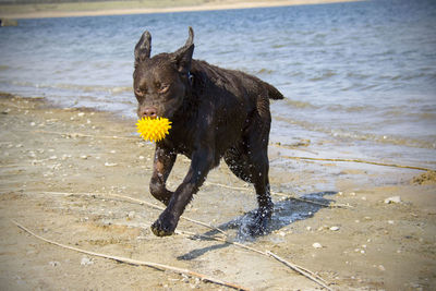 Black dog running on the beach