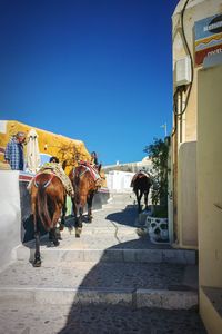 Rear view of horses walking against clear sky